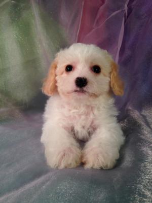 Female apricot and white Cavachon Puppy for sale in Iowa #2 DOB 11-13-14 Puppies for only $675 Iowa's top cavachons for sale!  
